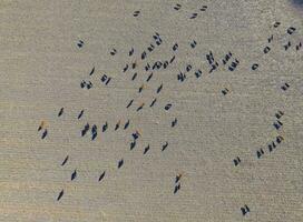 Large scale meat production in Argentina, aerial view of a batch of cows photo