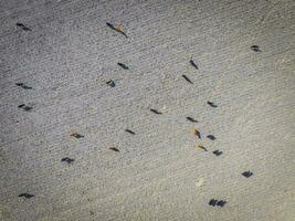 Meat production,  livestock in Pampas region, Aerial view,Argentina photo