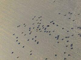 grande escala carne producción en argentina, aéreo ver de un lote de vacas foto