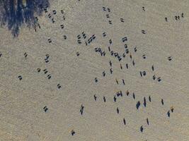 Large scale meat production in Argentina, aerial view of a batch of cows photo