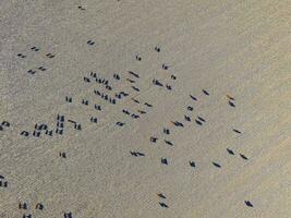 Large scale meat production in Argentina, aerial view of a batch of cows photo