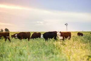 vacas elevado con natural césped, argentino carne producción foto