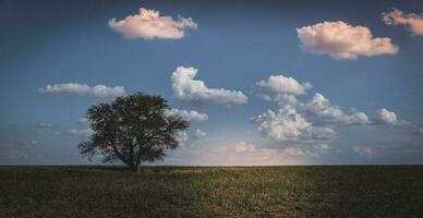 Pampas landscape, Patagonia , Argentina photo