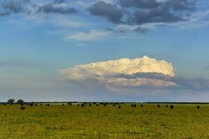 Cows raised with natural grass, Argentine meat production photo