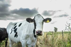 Cattle in the Pampas Countryside, Argentine meat production, La Pampa, Argentina. photo