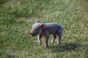 cerdito recién nacido bebé, en granja paisaje. foto