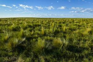 Pampas grass landscape, La Pampa province, Patagonia, Argentina. photo