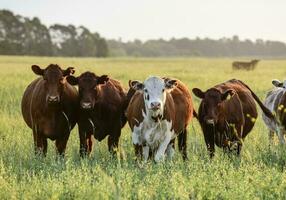 vacas elevado con natural césped, argentino carne producción foto