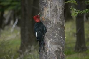 magallánico pájaro carpintero en patagón bosque ambiente, los glaciares nacional parque, Papa Noel cruz, argentina foto