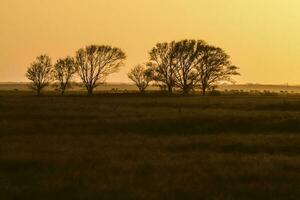 Pampas sunset landscape, La pampa, Argentina photo