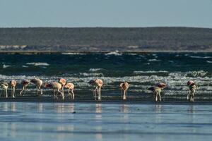 Flamingos feeding at low tide,Peninsula Valdes,Patagonia, Argentina photo