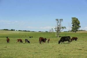 vacas en argentino campo, buenos aires provincia, argentina. foto