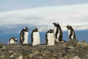 gentoo pingüino, antartica foto