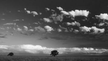 pampa árbol paisaje, la pampa provincia, Patagonia, argentina. foto