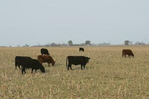 Cattle in Argentine countryside, Pampas, Argentina photo