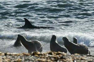 Orca hunting sea lions on the paragonian coast, Patagonia, Argentina photo