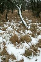 Snowy landscape in rural environment in La Pampa, Patagonia,  Argentina. photo