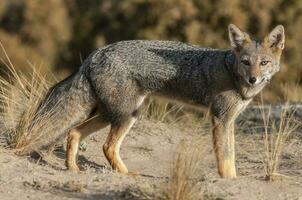 Pampas Grey fox in Pampas grass environment, La Pampa province, Patagonia, Argentina. photo