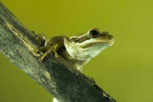 Montevideo Treefrog, Hyla Pulchela,  La Pampa, Patagonia,Argentina. photo