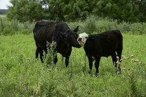 Cattle and  calf sucking, Argentine countryside,La Pampa Province, Argentina. photo