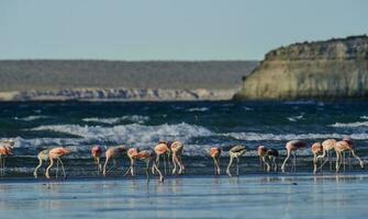 Flamingos feeding at low tide,Peninsula Valdes,Patagonia, Argentina photo