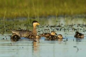 Silver teal, Spatula versicolor , with chicks, La Pampa Province, Patagonia, Argentina. photo