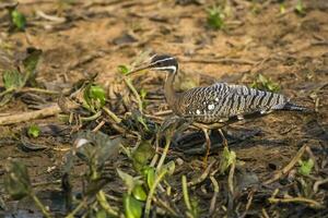 Sunbittern, in a jungle environment, Pantanal Brazil photo