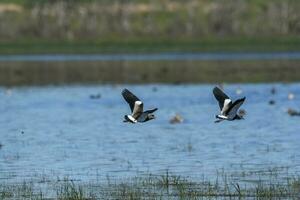 Southern Lapwing, Vanellus chilensis in flight, La Pampa Province, Patagonia, Argentina photo