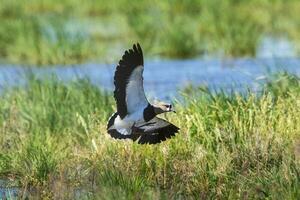 Southern Lapwing, Vanellus chilensis in flight, La Pampa Province, Patagonia, Argentina photo