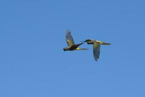 Burrowing Parrot in flight, La Pampa Province, Patagonia, Argentina photo