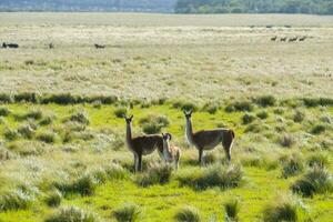 Guanacos in Pampas grassland environment, La Pampa province, Patagonia, Argentina. photo