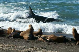 asesino ballena caza mar leones en el paragoniano costa, Patagonia, argentina foto