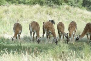 Lama animal, , in pampas grassland environment, La Pampa province, Patagonia,  Argentina photo