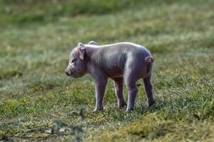 Piglet newborn baby, in farm landscape. photo