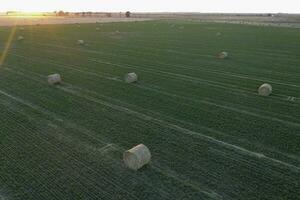 Grass bale, grass storage in La Pampa countryside, Patagonia,Argentina. photo