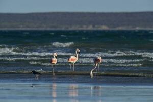 Flamingos feeding on a beach,Peninsula Valdes, Patagonia, Argentina photo