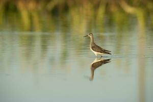 menor patas amarillas chorlito, vadear aguas de un laguna, la pampa, Patagonia, argentina foto