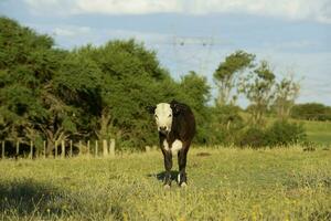 Cattle raising  with natural pastures in Pampas countryside, La Pampa Province,Patagonia, Argentina. photo