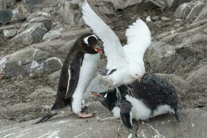 Gentoo Penguin and Snowy Sheathbill, Antartica. photo