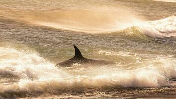 orca patrullando el costa, península Valdés, Patagonia argentina foto