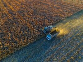 sorgo cosecha, en la pampa, argentina foto