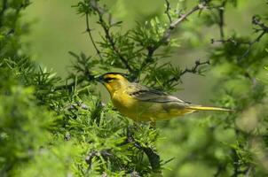 Yellow Cardinal, Gubernatrix cristata, Endangered species in La Pampa, Argentina photo