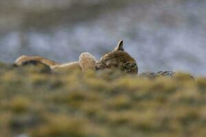Wild Puma with a hand on his eyes, Torres del Paine National Park, Patagonia, Chile. photo