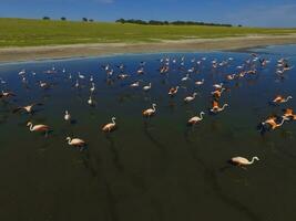 flamencos en Patagonia , aéreo ver foto