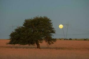 Pampas tree landscape, La Pampa province, Patagonia, Argentina. photo