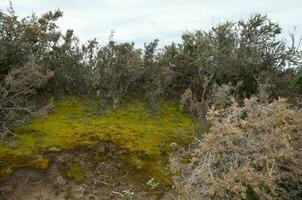 Moss on the wet ground, in a semi-desert environment, Peninsula Valdes, Patagonia, Argentina. photo