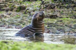 Sea Lion baby, Peninsula Valdes, Heritage Site, Patagonia, Argentina photo