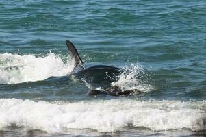 asesino ballena caza mar leones en el paragoniano costa, Patagonia, argentina foto