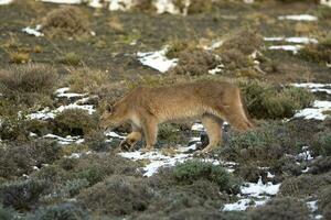 Puma walking in mountain environment, Torres del Paine National Park, Patagonia, Chile. photo