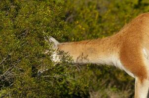 Guanacos in Lihue Calel National Park, La Pampa, Patagonia, Argentina. photo